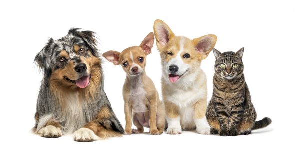 Ithaca Pets