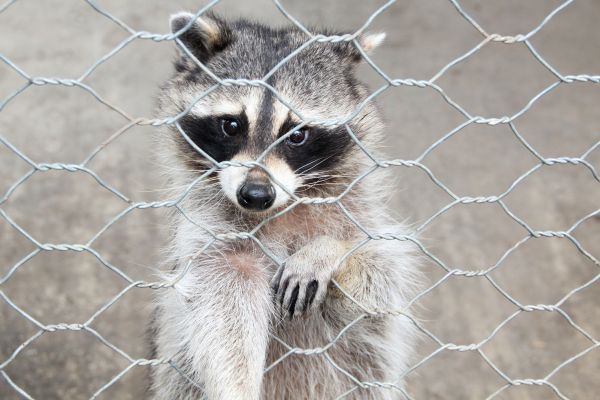 Ithaca Wildlife Removal