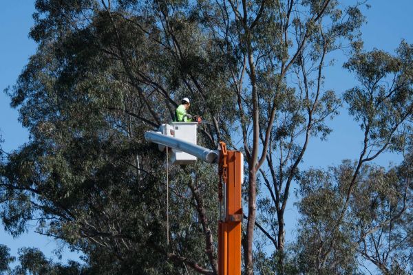 Ithaca Tree Trimming