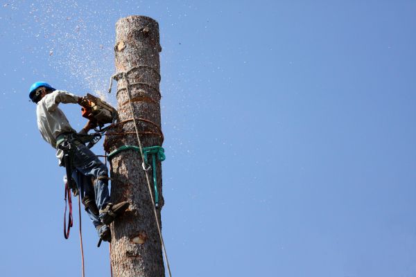 Ithaca Tree Removal