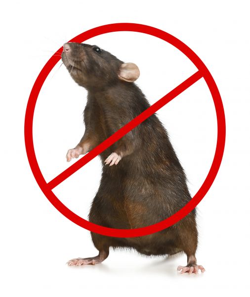 Ithaca Pest Control Service